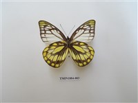 藏品(鋸粉蝶)的圖片